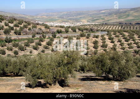 Oliven- und Mandelbäume Kulturlandschaft in der Nähe von Alhama de Granada Sierra Tejeda Andalusien Südspanien Stockfoto