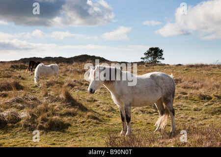 Newborough Warren Isle of Anglesey North Wales UK Welsh Ponys Weiden auf Dünen in eine nationale Natur-Reserve, Lebensraum zu kontrollieren Stockfoto