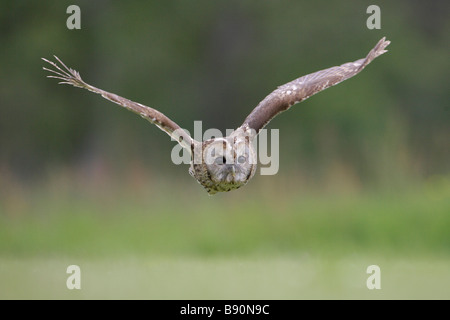 Waldkauz (Strix Aluco), Erwachsene im Flug Stockfoto