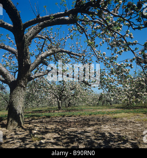 Reife Apfelbäume in voller Blüte im Frühjahr in Kentish Obstgarten Stockfoto