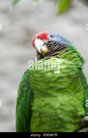 Red tailed Amazon Papagei (Amazona Brasiliensis) Stockfoto