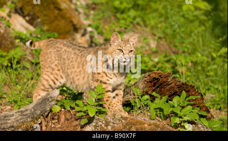 Erwachsenen Bobcat Problemfälle ein Spaziergang durch ein Feld Stockfoto