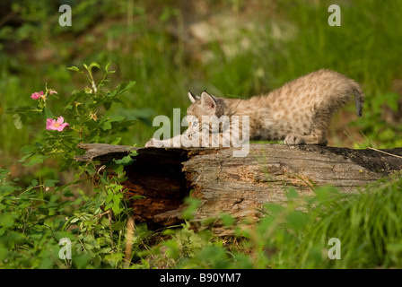 Bobcat Kätzchen stretching und kratzen seine Krallen auf einem Baumstamm Stockfoto