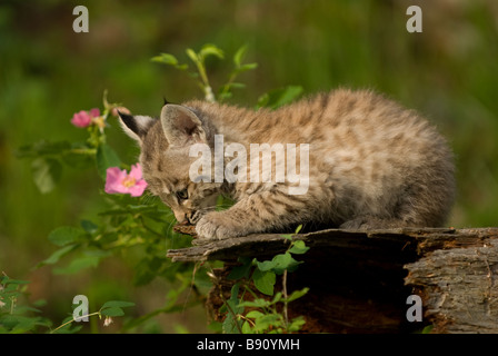 Bobcat Kätzchen seine Krallen kratzen, auf einem Baumstamm Stockfoto