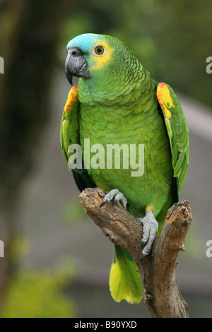 Blau-fronted Amazon Stockfoto