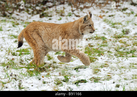 Lynx - laufen im Schnee Stockfoto