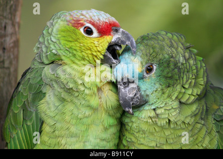 Blau-fronted Amazon und rot-orientieren Amazon Stockfoto