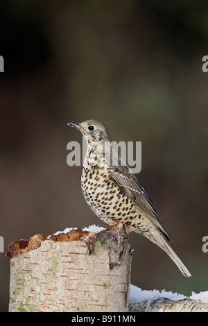 Misteldrossel Soor Turdus Viscivorus im Schnee Stockfoto