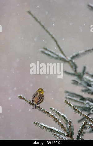 Goldammer Emberiza Citrinella in fallenden Schnee Stockfoto