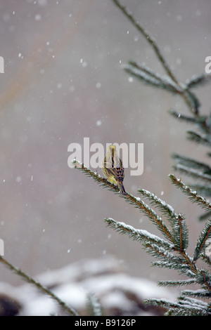 Goldammer Emberiza Citrinella in fallenden Schnee Stockfoto