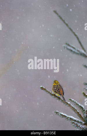 Goldammer Emberiza Citrinella in fallenden Schnee Stockfoto