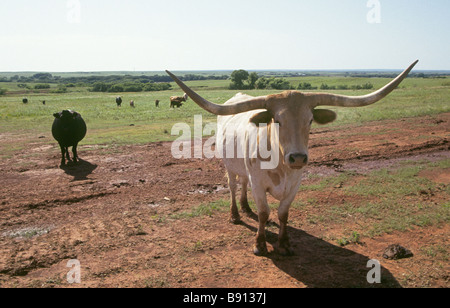 Porträt von einem Texas Longhorn steuern Sie auf eine große Rinderfarm in einer Weide im Süden von Texas Stockfoto