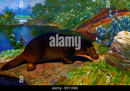 19. Jahrhundert Vintage Illustration (Hartig 1878-1938) The Platypus (Ornithorhynchus Anatinus) Stockfoto