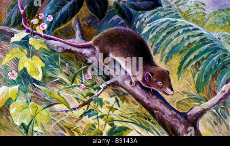 19. Jahrhundert Abbildung (Brehms Tierleben) der Anden Caenolestid, Caenolestes Condorensis oder Anden Spitzmaus opossum Stockfoto