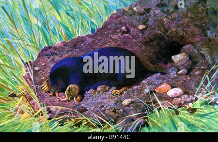 19. Jahrhundert Illustration von Tierleben, eine europäische Maulwurf Talpa Europaea, auch bekannt als der gemeinsame Maulwurf oder der nördlichen Mole. Stockfoto