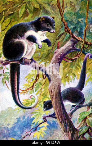19. Jahrhundert (Brehms Tierleben) Außenillustration The Herbert Fluß Ringtail Opossum (Pseudochirulus Herbertensis) Stockfoto