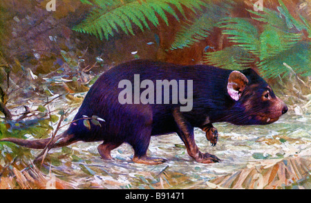 19. Jahrhundert Abbildung (Hartig 1878-1938) des Tasmanischen Teufels, Sarcophilus Harrisii, von Alfred Brehms Tierleben Stockfoto