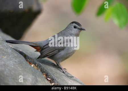 Graues Catbird Dumetella Carolinensis Carolinensis auf einem Felsen sitzen Stockfoto