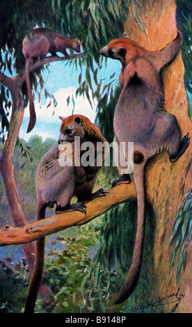 19. Jahrhundert (w Kuhnert 1865-1926) Außenillustration Bennetts Baumkänguru, Dendrolagus bennettianus Stockfoto