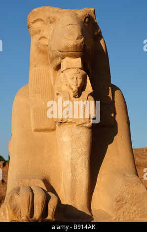 "Close up" [Ram leitete Sphinx] Holding Stein geschnitzte Statue des Pharao Rameses II, Karnak Tempel, Luxor, Ägypten Stockfoto