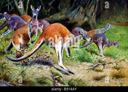 19. Jahrhundert Abbildung (w Kuhnert 1865-1926) die roten Kängurus (Macropus Rufus) Stockfoto