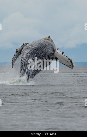 Verletzung der Buckelwal Impressionen Novaeangliae Southeast Alaska Stockfoto