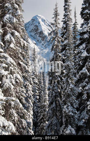 Mount Mackenzie über Nord-Schüssel, Revelstoke Mountain Resort Revelstoke, British Columbia, Kanada. Stockfoto