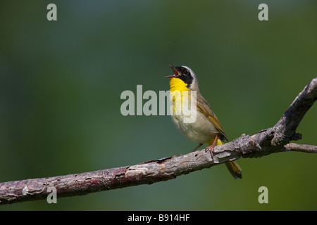 Gemeinsamen Yellowthroat Geothlypis Trichas Trichas männlich in der Zucht Gefieder singen, es s Territorium zu verteidigen Stockfoto