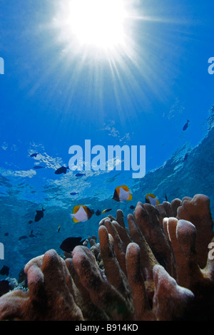 Pyramide Butterflyfish schwimmen über Korallen mit Sunburst reflektiert durch das Wasser hinter ihnen an einem Korallenriff Stockfoto