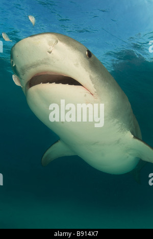 Tigerhai Galeocerdo Cuvier Bahamas Karibik Stockfoto