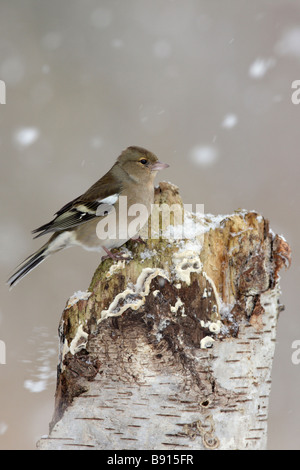 Buchfink Fringilla Coelebs in fallenden Schnee Stockfoto