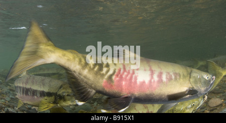 Chum Salmon Oncorhynchus Keta Alaska Juneau Stockfoto