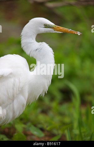 Großer Reiher Ardea Alba Modesta östlichen Unterart aufgeplustert nach dem großen Fisch essen Stockfoto