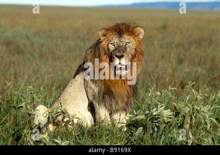 Männliche Löwen sitzen in Grünland im Serengeti Nationalpark Tansania Ostafrika sein Antlitz und Mähne sind mit fliegen bedeckt. Stockfoto