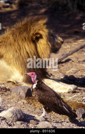 Hooden Geier NECROSYRTES MONACHUS ganz in der Nähe Reifen männlichen Löwen mit feinen Mähne Serengeti Nationalpark Tansania Ostafrika Stockfoto