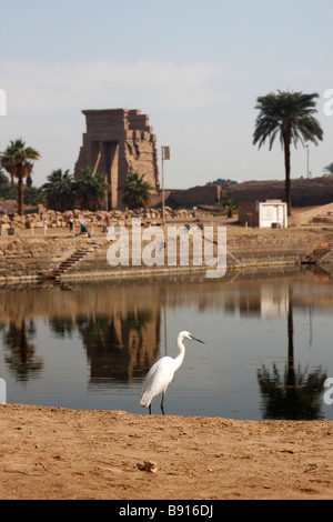 [Seidenreiher] stehen die Heiligen See von Karnak Tempel, Luxor, Ägypten, Nord-Afrika Stockfoto