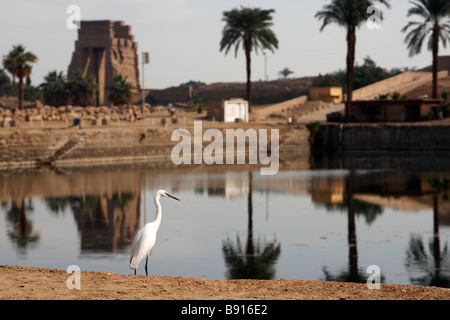 [Seidenreiher] stehen die Heiligen See von Karnak Tempel, Luxor, Ägypten, Nord-Afrika Stockfoto