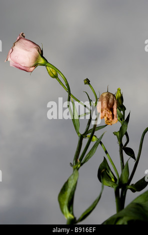 Lisianthus 3 Stockfoto