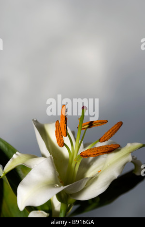 Elegante weiße Lilie 2 Stockfoto