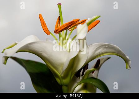 Elegante weiße Lilie 1 Stockfoto