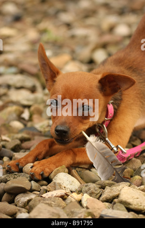 kleinen Hund hält eine Feder im Mund Stockfoto