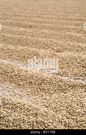 Unverarbeitete Kaffeebohnen trocknen in der Sonne an einem trockenen Verarbeitungsbetrieb in Nicaragua. Stockfoto