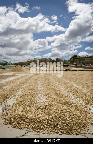 Unverarbeitete Kaffeebohnen trocknen in der Sonne an einem trockenen Verarbeitungsbetrieb in Nicaragua. Stockfoto