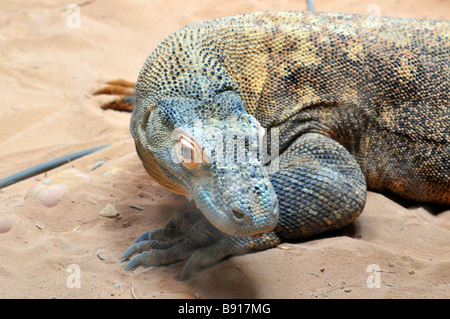 Komodo-Waran Varanus Komodoensis angezeigt an der Alligator Farm St. Augustine Florida Stockfoto