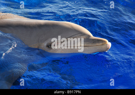 Atlantische große Tümmler schwimmen in einem großen Behälter im Marineland Stockfoto