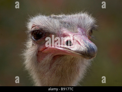 Strauß, Kopfschuss Stockfoto