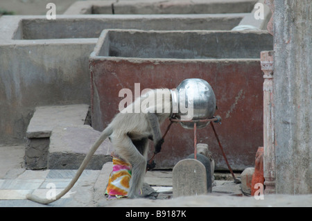 Neugierig Hanuman Languren Semnopithecus Entellus hat seinen Kopf in eine metallische Topf geschoben. Stockfoto
