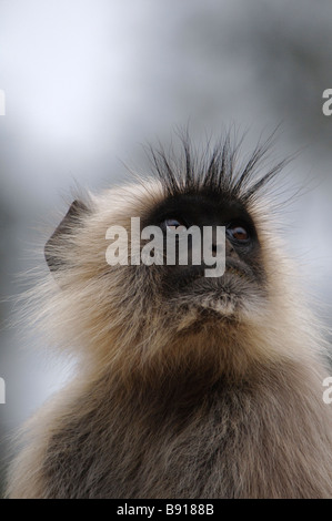 Ein Porträt von Hanuman Languren Semnopithecus Entellus in Ranthambore Nationalpark Indien Stockfoto