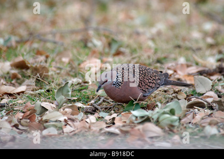 Taube Streptopelia Chinensis Fütterung auf dem Boden in Ranthambore Nationalpark Indien entdeckt Stockfoto