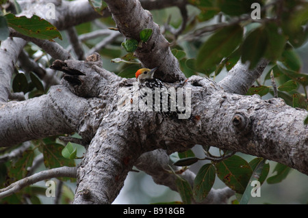 Gelb-gekrönter Specht Dendrocopos Mahrattensis in einem Baum in Ranthambore Nationalpark Indien Stockfoto